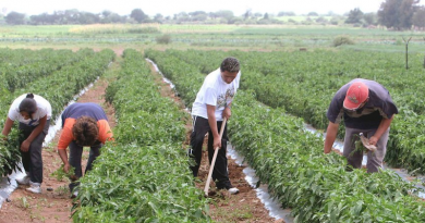 Más de 4.500 CLAP impulsarán producción local para reimpulso de la Gran Misión AgroVenezuela