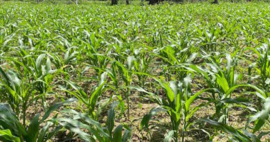 Reimpulso de la Gran Misión AgroVenezuela contempla atención de 200 mil hectáreas de siembra por ciclo productivos a pequela escala de manera agroecológica