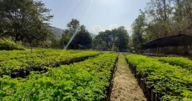 En Aragua sembrarán casi 200 mil plantas en cuencas, parques y urbanismos de la GMVV