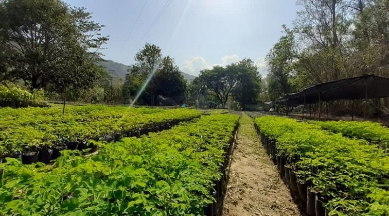 En Aragua sembrarán casi 200 mil plantas en cuencas, parques y urbanismos de la GMVV