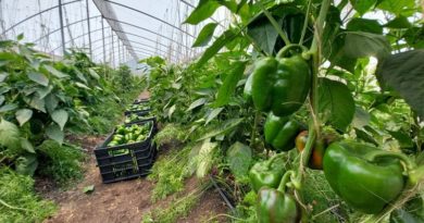 Cosechan primeros pimentones de casas de cultivo del Inia recuperadas por Alcaldía de Barquisimeto