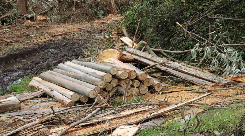 MP imputa a 6 hombres por contrabando agravado y aprovechamiento de especies del patrimonio forestal en Miranda