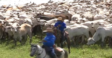 Productores del Hato Turagua en Apure garantizan producción de carne en el país