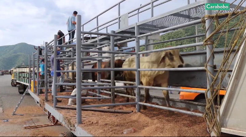 Inicia censo pecuario para determinar cifra real de animales existentes en el país