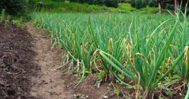 Familia Álvarez en San Antonio de Galipán consolida un conuco integral que es la síntesis de la Gran Misión AgroVenezuela