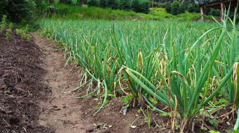 Familia Álvarez en San Antonio de Galipán consolida un conuco integral que es la síntesis de la Gran Misión AgroVenezuela