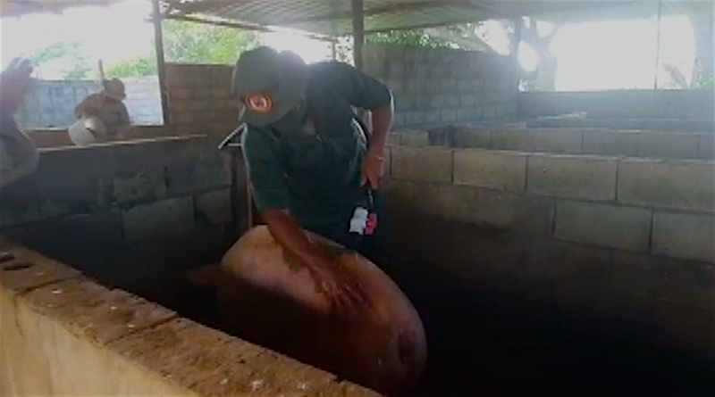 Unidad Agroproductiva “General del Pueblo Soberano Ezequiel Zamora” afianza capacidades agroproductivas a través del SOTU para el desarrollo nacional
