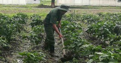 REDI fortalece y eleva los niveles de producción agrícola y agroindustrial en el país
