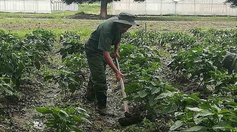 REDI fortalece y eleva los niveles de producción agrícola y agroindustrial en el país