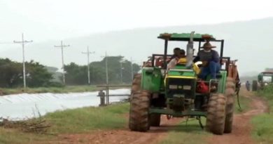 Plan de Siembra Ciclo Invierno 2020 ha alcanzado 214 mil 484 hectáreas en la siembra de rubros de cereales en Guárico