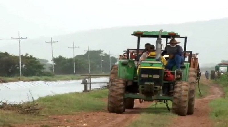 Plan de Siembra Ciclo Invierno 2020 ha alcanzado 214 mil 484 hectáreas en la siembra de rubros de cereales en Guárico