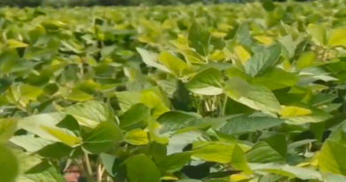 Un total de 6.800 hectáreas de soya fueron sembradas en el sector Tonoro de Monagas
