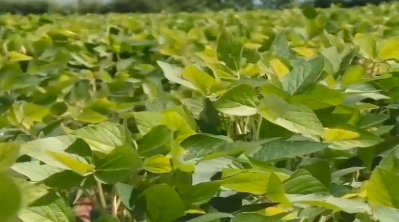Un total de 6.800 hectáreas de soya fueron sembradas en el sector Tonoro de Monagas