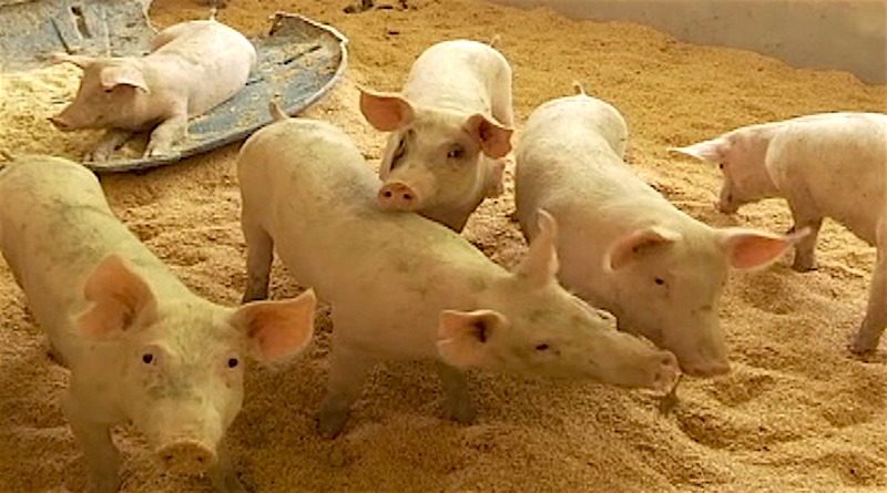 Agropecuaria Bella Vista de Yaracuy produce más de 20 hectáreas de maíz para sustentar alimentación de sus animales de granja