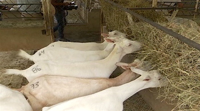 Más de 20 hectáreas de maíz se sembraron en agropecuaria Bella Vista de Yaracuy para sustentar alimentación de animales de granja