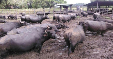 Proyecto productivo Rene Yekuana en Amazonas ha beneficiado a más de 1.800 familias con la distribución de proteína animal