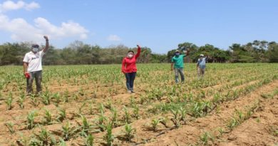 Productores indígenas Amayán y Caquetío siembran 50 hectáreas de maíz en Falcón