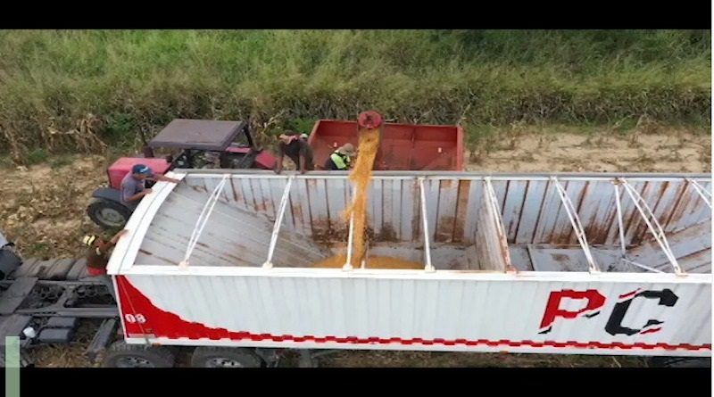 Experiencias significativas de siembra de maíz en Yaracuy y Barinas impulsan objetivos de la Gran Misión AgroVenezuela