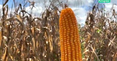 Semilla de maíz Inia 7 fortalece el aparato productivo nacional en Venezuela