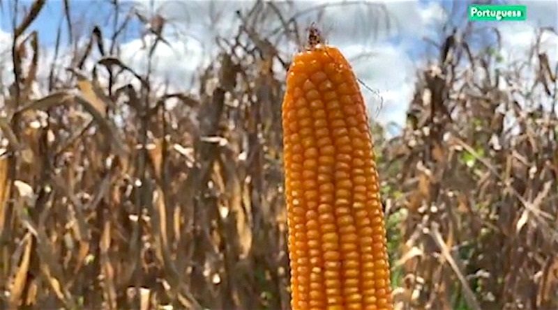 Semilla de maíz Inia 7 fortalece el aparato productivo nacional en Venezuela