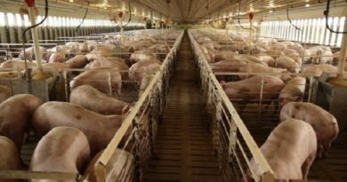 Granja Porcina Usera cuenta con una capacidad productiva de 2 mil madres paridoras en Lara