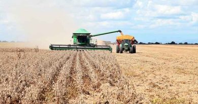 Un total de 6.700 hectáreas de soya fueron sembradas en el sector Tonoro de Monagas