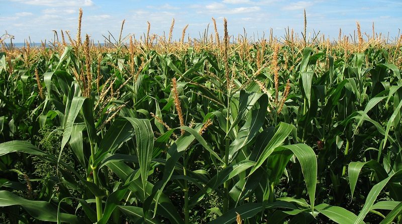Fortalecen Plan de Siembra Ciclo Invierno 2020 con cosecha de 190 mil hectáreas de maíz en Guárico