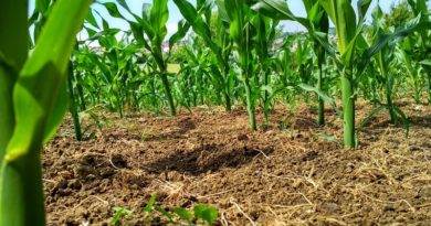 Misión AgroVenezuela fortalecen Plan de Siembra en estado Yaracuy