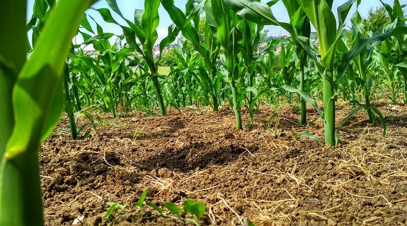 Misión AgroVenezuela fortalecen Plan de Siembra en estado Yaracuy