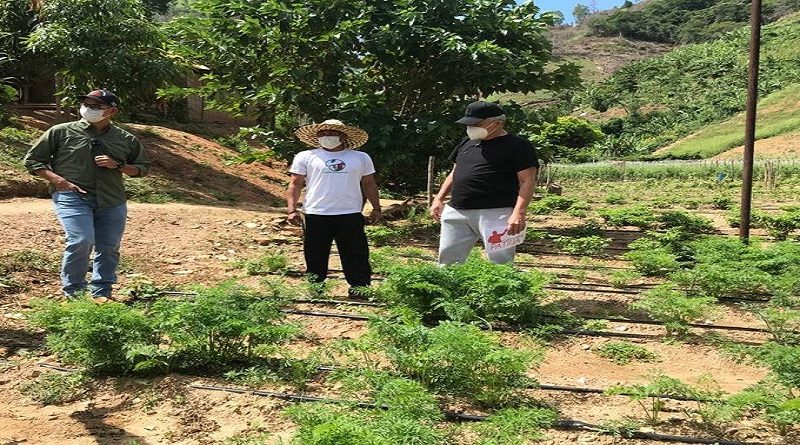 Área de Producción Agroalimentaria Cacique Tiuna cuenta con un potencial agrícola de 5 mil kilos de hortalizas