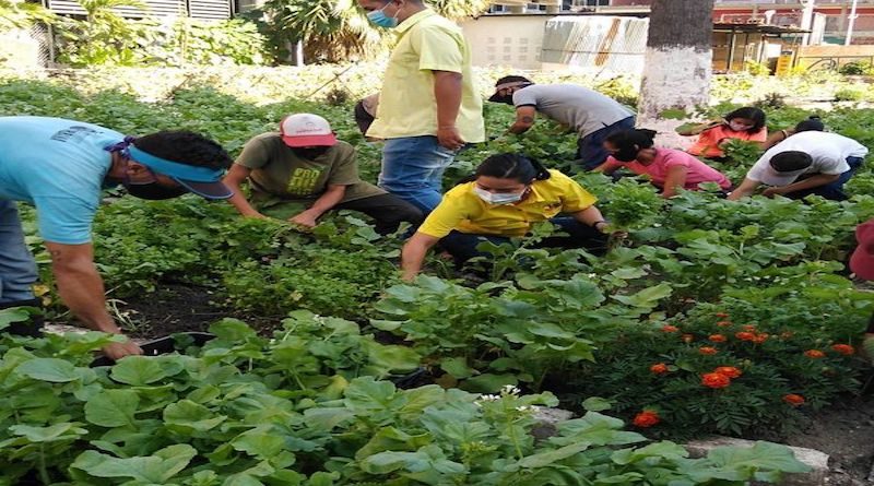 Ministro Castro Soteldo: Agricultura urbana conjuga la producción de alimentos e inclusión de factores sociales organizados