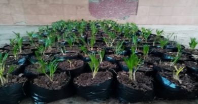 Inició operaciones vivero de la Comuna Hugo Chávez Frías en Puerto Ayacucho en Amazonas