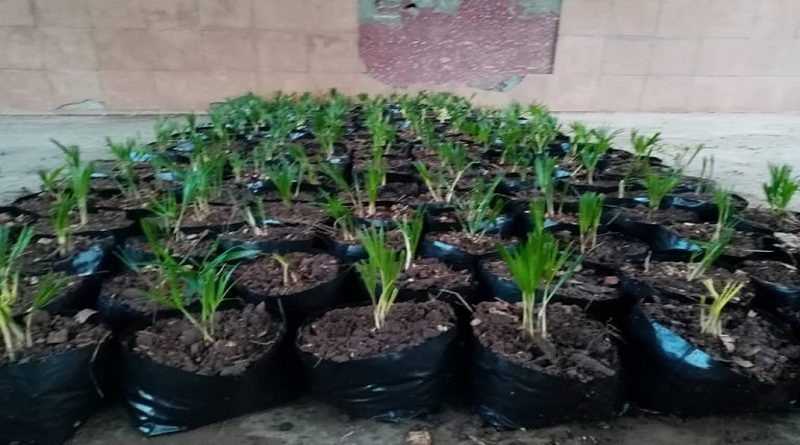 Inició operaciones vivero de la Comuna Hugo Chávez Frías en Puerto Ayacucho en Amazonas
