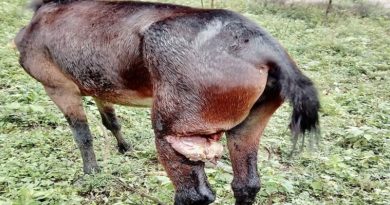 Ministerio Público detiene a maltratador de animales en Portuguesa
