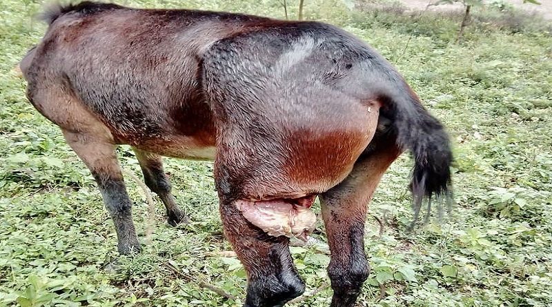 Ministerio Público detiene a maltratador de animales en Portuguesa