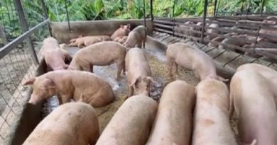 Incorporan 100 lechones al Plan Pernil 2020 para garantizar esta proteína al pueblo venezolano en el mes de diciembre