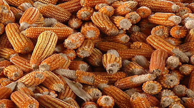 Más de 60 hectáreas de maíz amarillo se cosechan en Unidad de Producción "El Combate" en Apure con semilla nacional