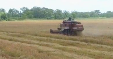 Inicia cosecha de 500 hectáreas de arroz en finca el Samán en Delta Amacuro