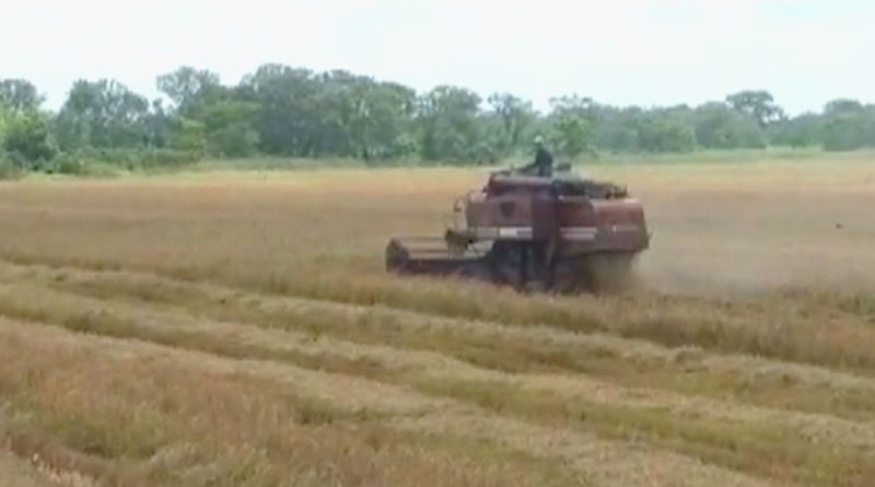 Inicia cosecha de 500 hectáreas de arroz en finca el Samán en Delta Amacuro