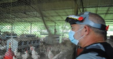 Granja Ávicola La Bonita en Táchira produce 1 millón de gallinas, pollos y huevos cada 72 horas