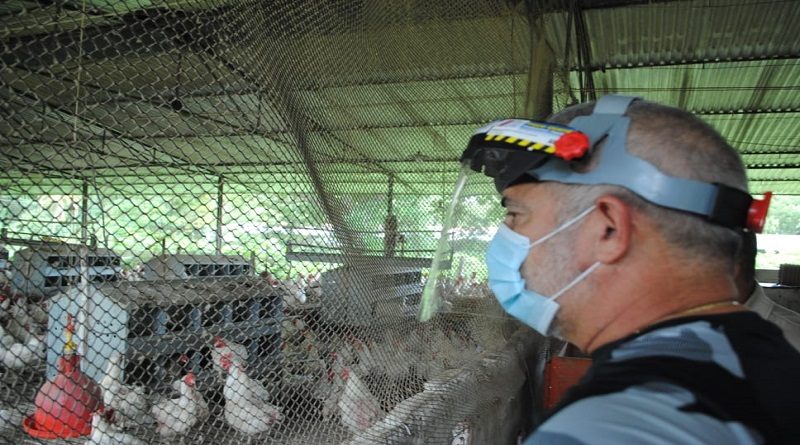 Granja Ávicola La Bonita en Táchira produce 1 millón de gallinas, pollos y huevos cada 72 horas