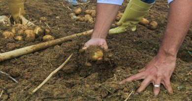 Semilla Mucuchíes permite la cosecha de 120 hectáreas de papa en Miranda