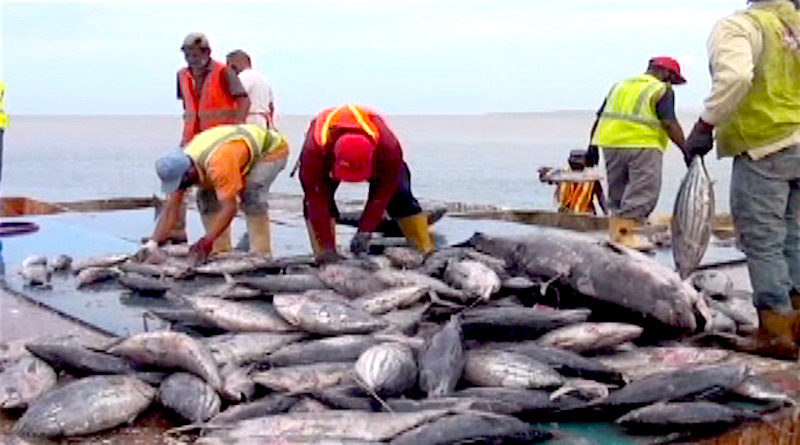 Descargan en el puerto de Pescalba buque con más de 200 toneladas de Atún para el pueblo