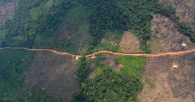 Alertan que deforestación de Amazonia colombiana es peor que en Brasil