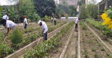 Organopónico Bolívar 1 de Caracas produce hortalizas en más de 2 mil metros cuadrados