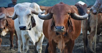 Agropecuaria Guarataro en Yaracuy garantiza producción genética criolla de buena calidad con 620 bovinos de raza Gyr