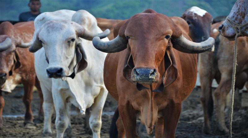 Agropecuaria Guarataro en Yaracuy garantiza producción genética criolla de buena calidad con 620 bovinos de raza Gyr