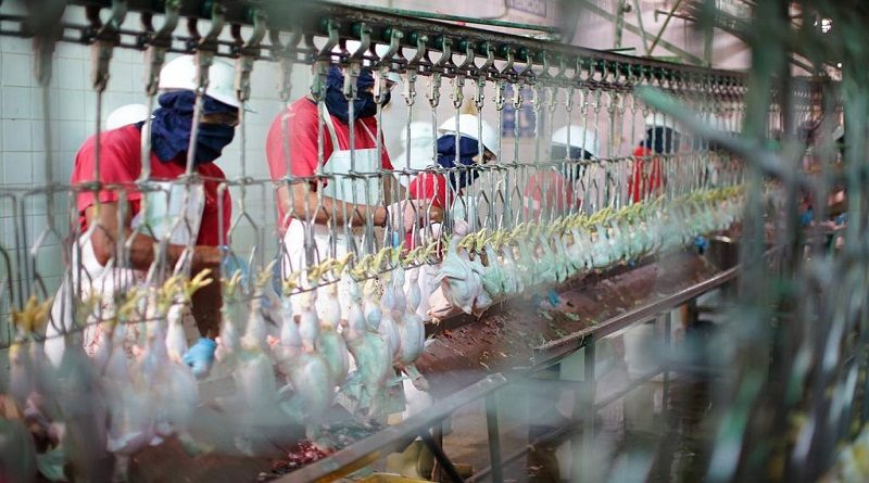 Alianza entre la empresa privada Todovito y la cartera de Agricultura Urbana beneficia a 7.500 pollos de engorde criados en la Comuna Gual y España de Caracas