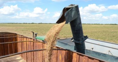Inicia cosecha de 3.386 hectáreas de frijol en Guárico