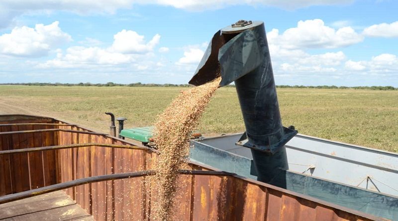 Inicia cosecha de 3.386 hectáreas de frijol en Guárico